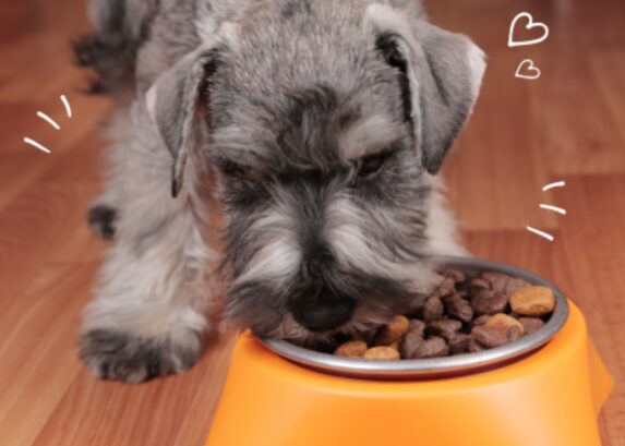えさを食べる犬